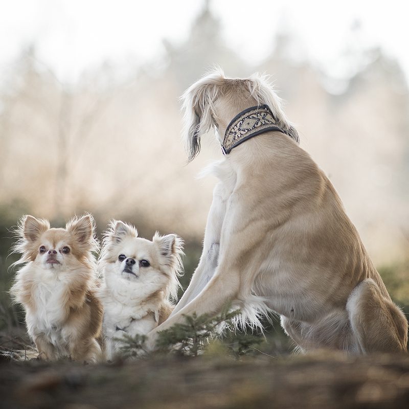 9x ergernissen van een hondenfotograaf