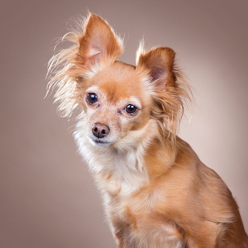Hond met negen levens: Sally