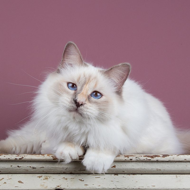 ‘Mijn’ mooie Heilige Birmanen, hoe zit dat nou?