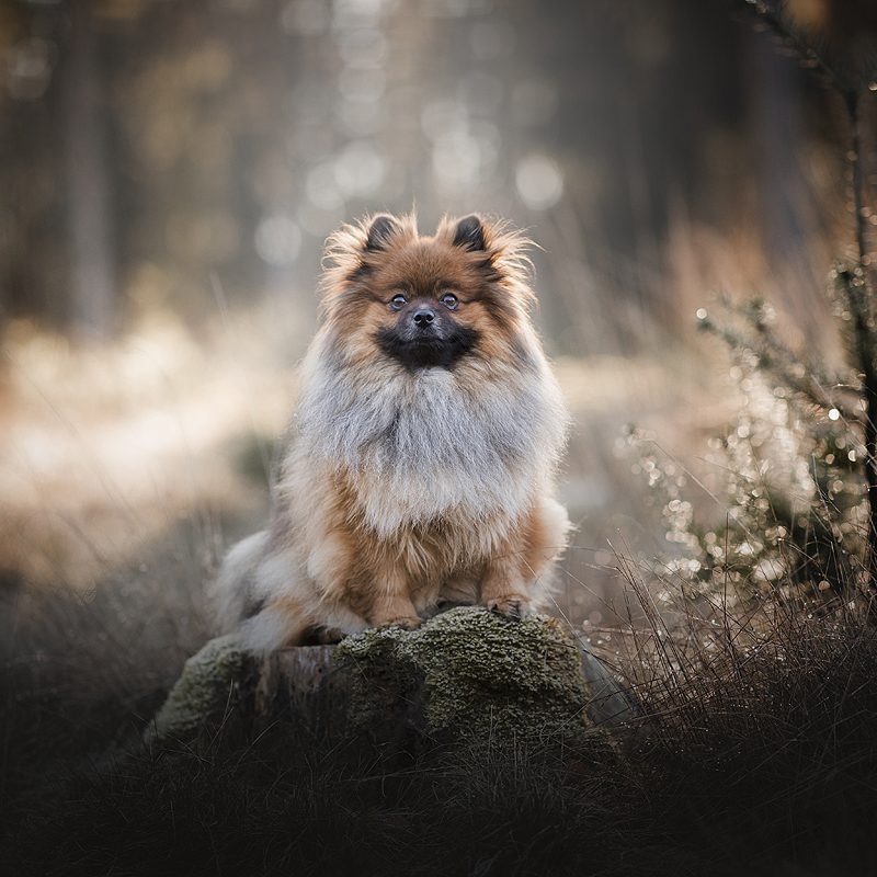 10 tips om je hond mooi op de foto te zetten!