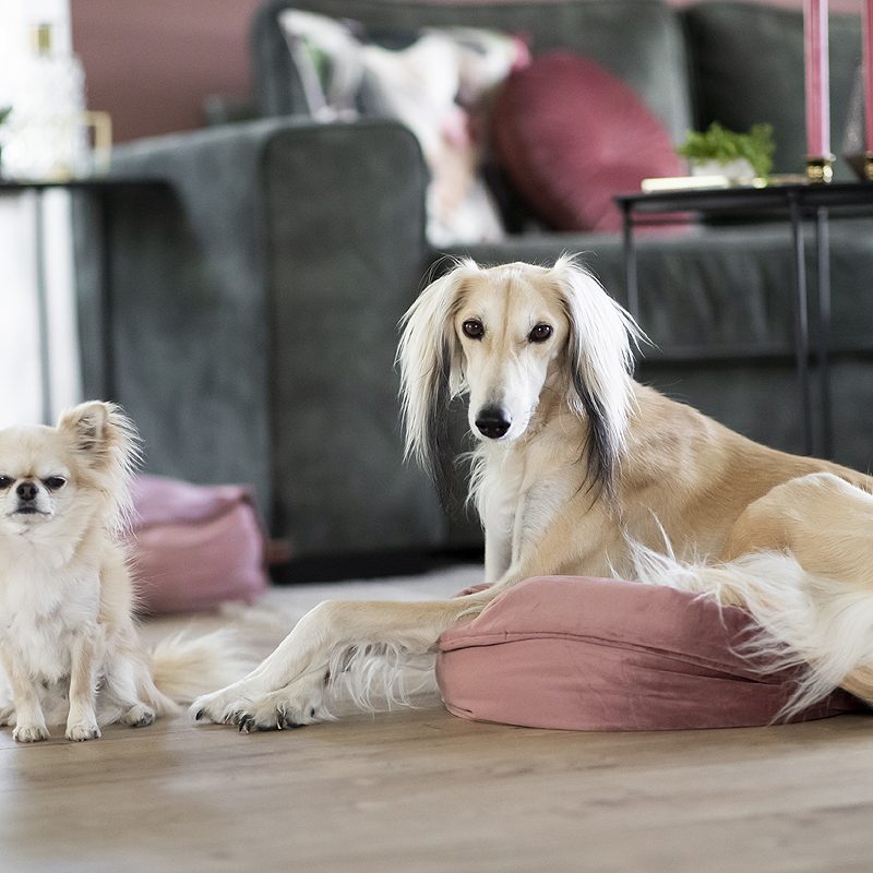 Vieze hondengeur in huis? Wat nu?