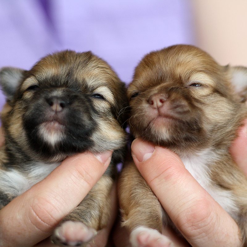 chihuahua puppy kiezen pup fokker keuze lijnen