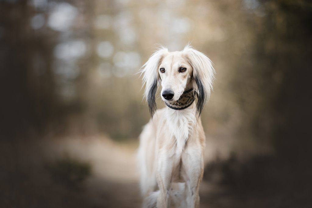 saluki windhond gedrag moeilijk eenkennig spijt lastig karakter windhonden
