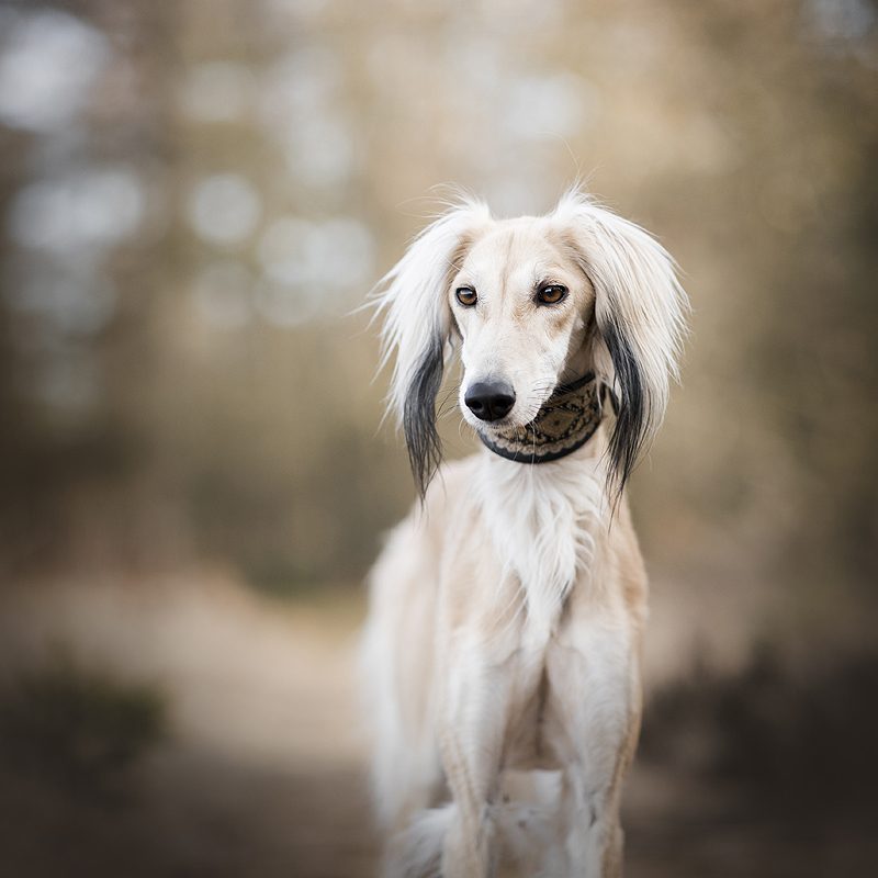 saluki windhond gedrag moeilijk eenkennig spijt lastig karakter windhonden