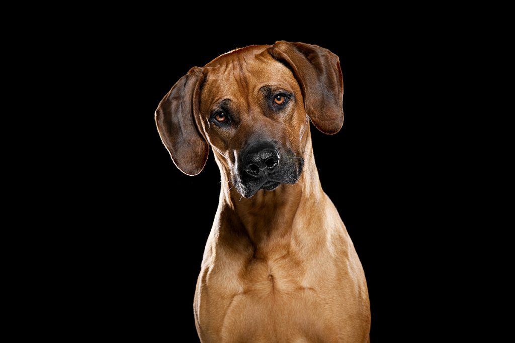rhodesian ridgeback pronkrug top 5 hondenrassen favoriete
