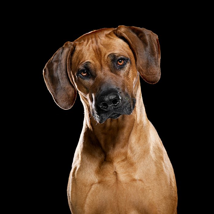 rhodesian ridgeback pronkrug top 5 hondenrassen favoriete