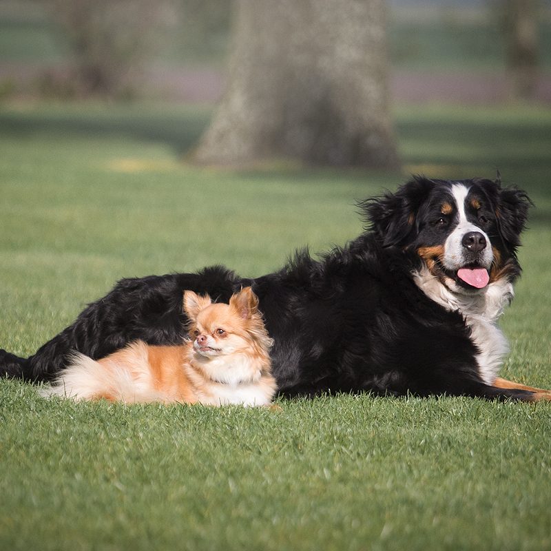 top 5 hondenrassen van mijn man blog hondenblog Berner sennenhond sennen Senne chihuahua man