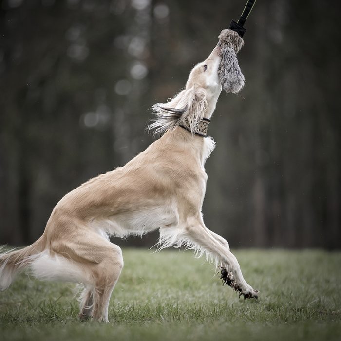 tug toy tugtoy hondenspeeltje drookitdogs droogkit dogs windhond saluki tug trainen hond honden ervaring review