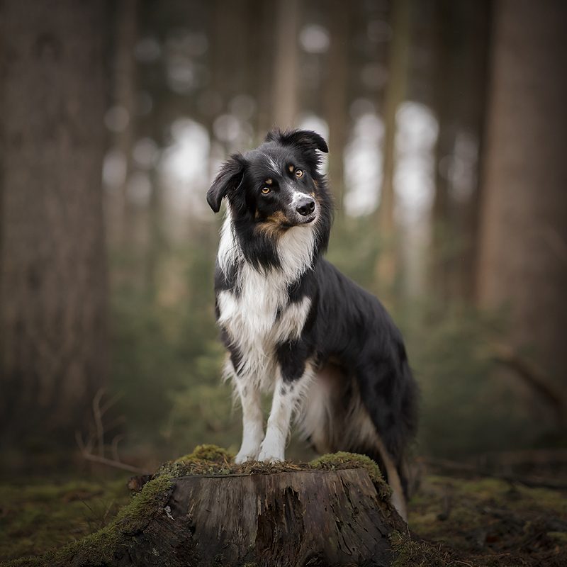 top 3 hondenrassen rasgroep 1 houden van honden raad van beheer border collie aussie australian shepherd