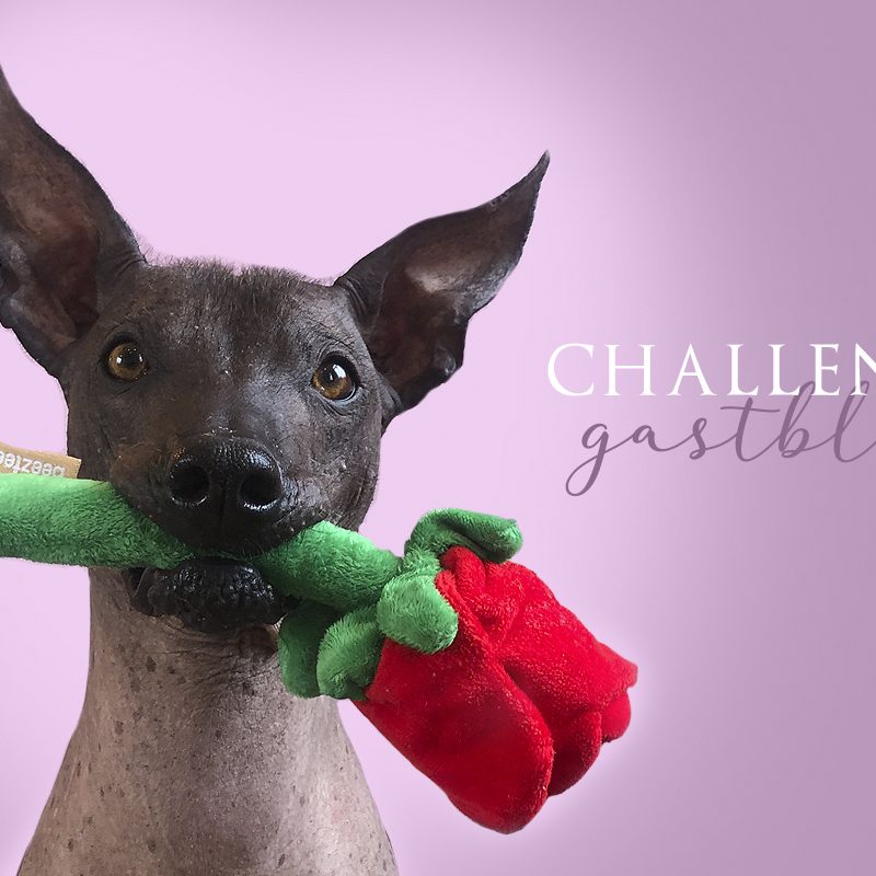 CHALLENGE: Je hond in je armen laten springen! (Gastblog)