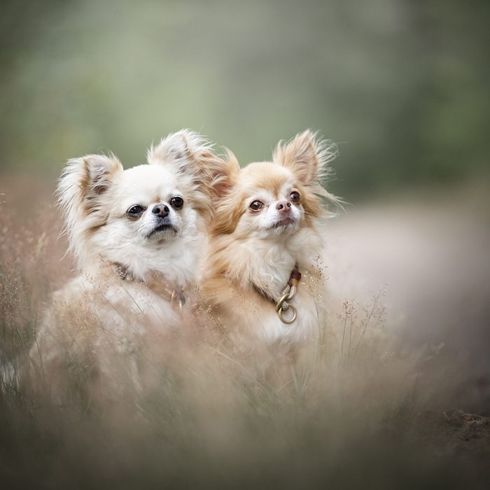 chihuahua optillen beschermen fout of goed kleine hondjes fel blaffen agressief niet sociaal