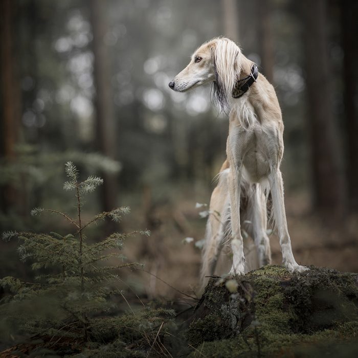 sporten met je hond windhond saluki steppen met hond agility canicross