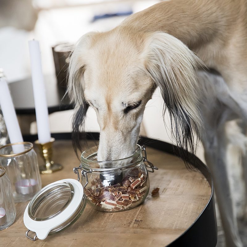 tips moeilijk etende hond eethandleiding Salukis windhond saluki mager eet niet