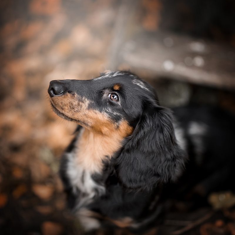 top 3 dashonden teckels dashond teckel