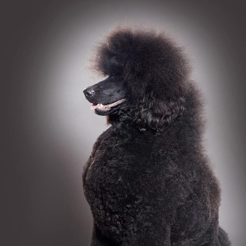 Mijn top 3 uit Rasgroep 9: Gezelschapshonden