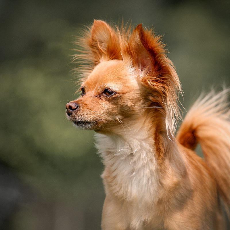 mooiste inspirerende instagram hondenaccounts honden accounts hondeninstagram volgen