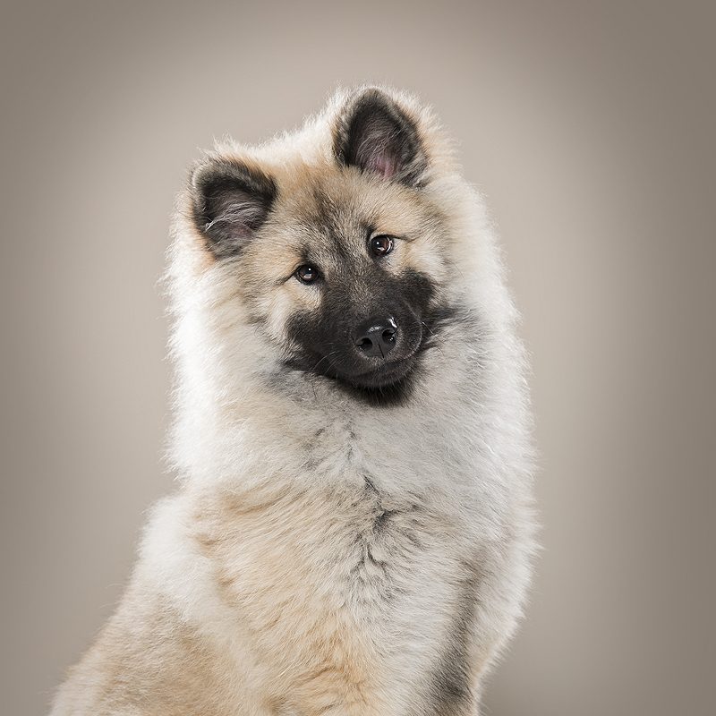 top 3 rasgroep 5 spitsen oertype eurasier keeshond pom