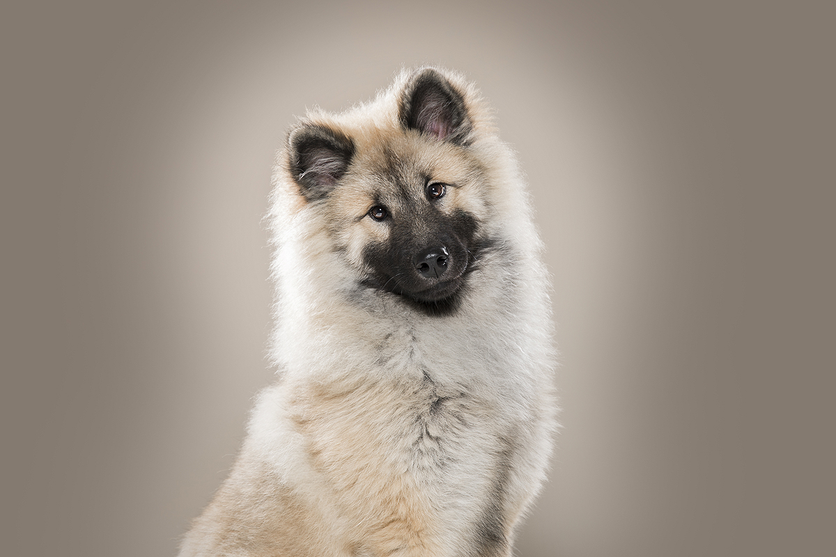 top 3 rasgroep 5 spitsen oertype eurasier keeshond pom
