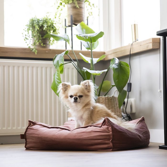 velvet velours fluweel hondenmand hondenkussen hondenmanden