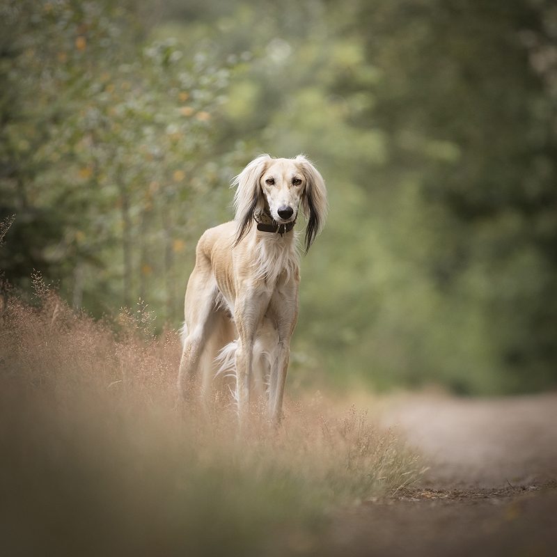 zahra windhond saluki los lopen loslopen jachthond windhond saluki zichtjager zicht jager jagen