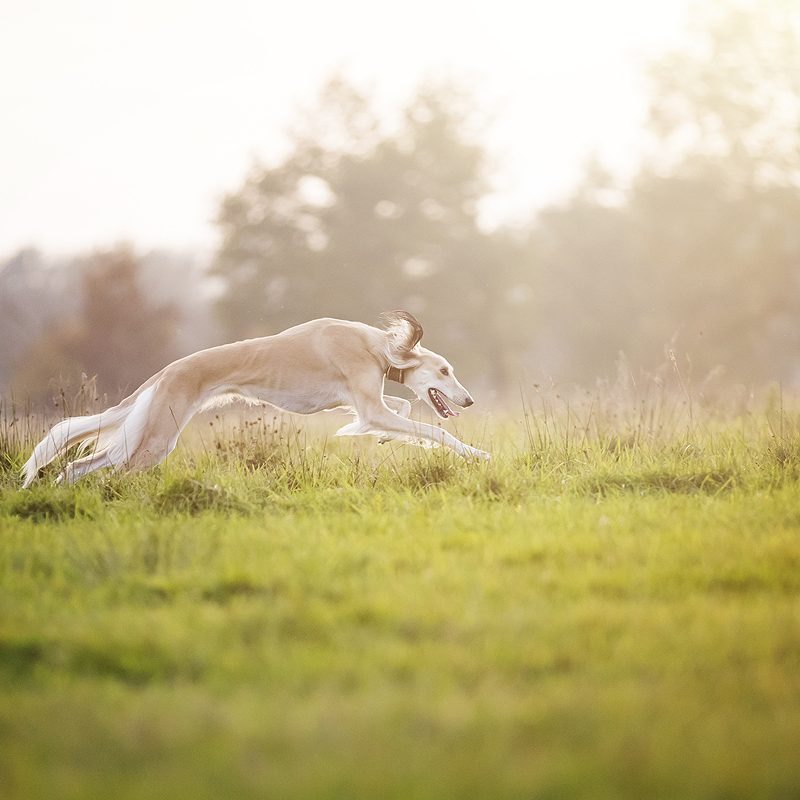 hazewindhond windhond hazewind saluki