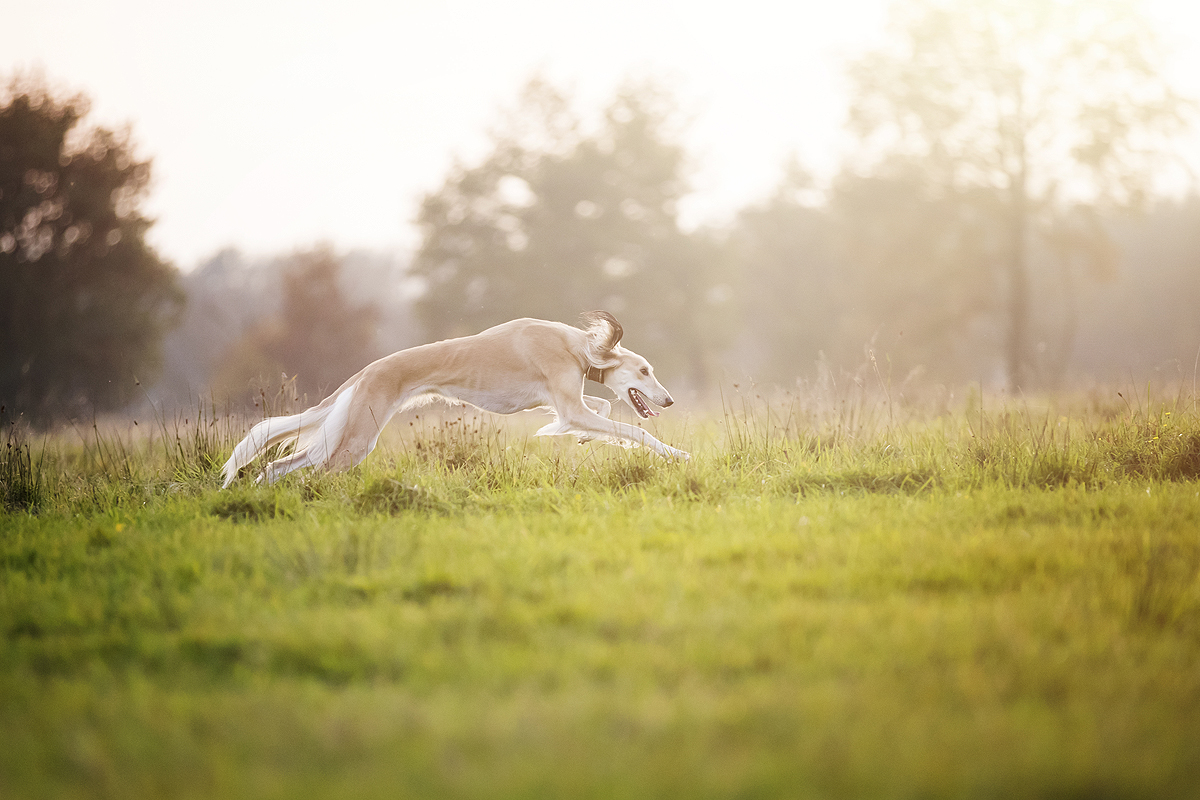 hazewindhond windhond hazewind saluki