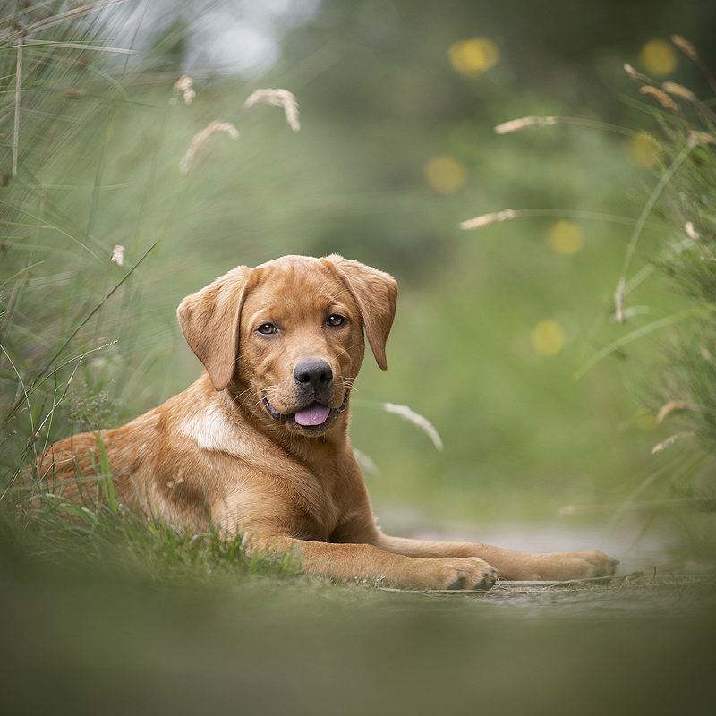 labrador retriever leukste leuke mooiste mooie instragram accounts honden instagram accounts top