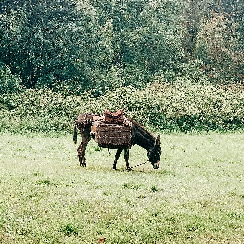 Een wandeling maken met een ezel?