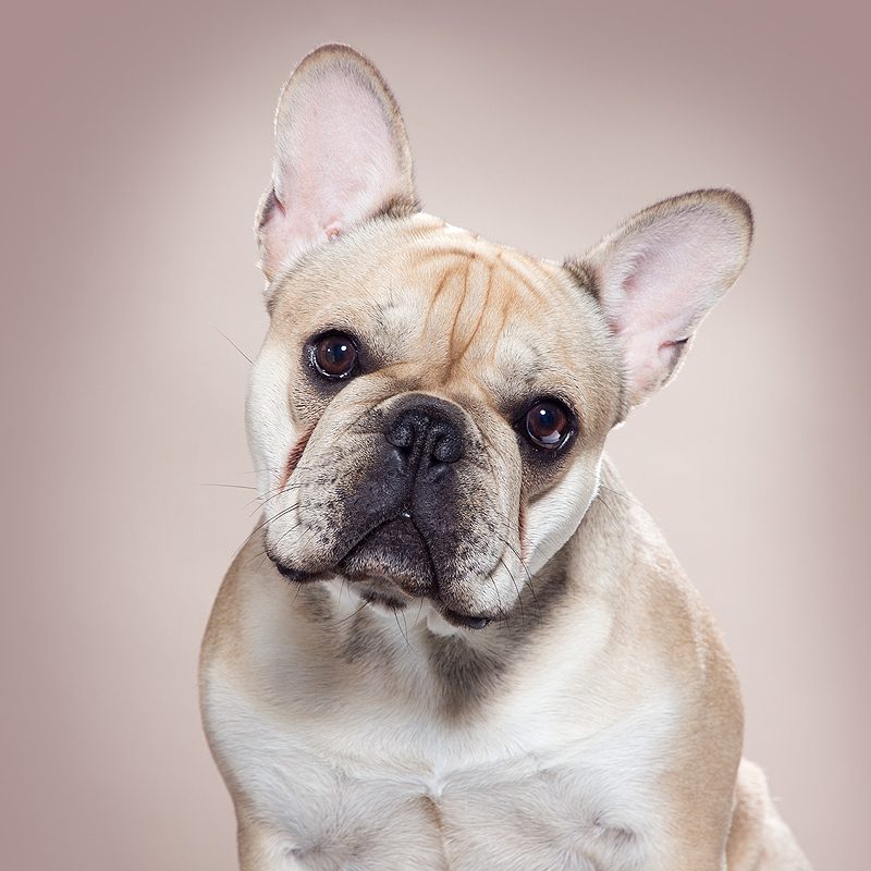 franse bulldog french bulldog frenchie insta instagram accounts honden insta dogstagram