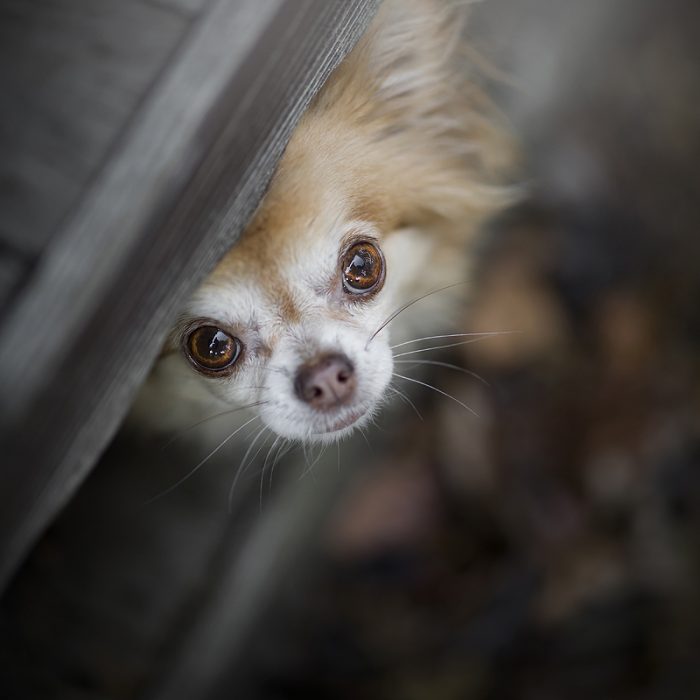 hondenblog hondenblogger honden blog hondenfotograaf hondenfotografie hondenfotoshoot online cursus foto's hond