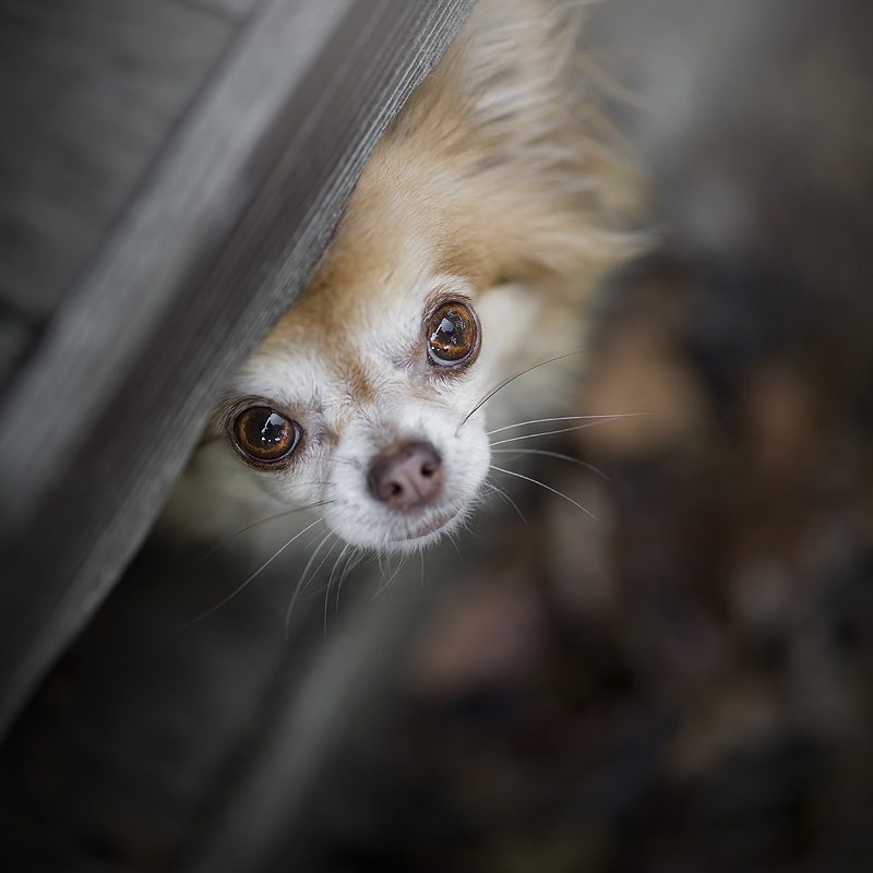 Je hebt nooit genoeg foto’s van je hond