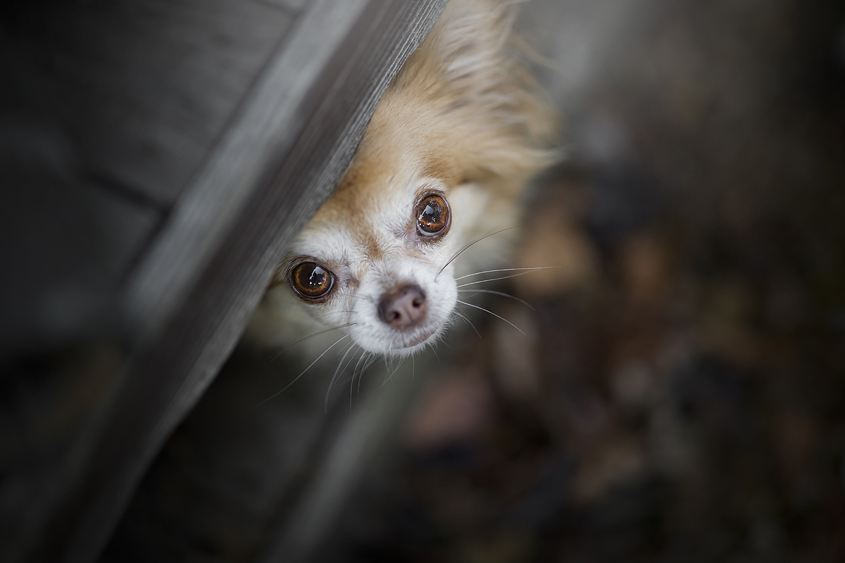 hondenblog hondenblogger honden blog hondenfotograaf hondenfotografie hondenfotoshoot online cursus foto's hond