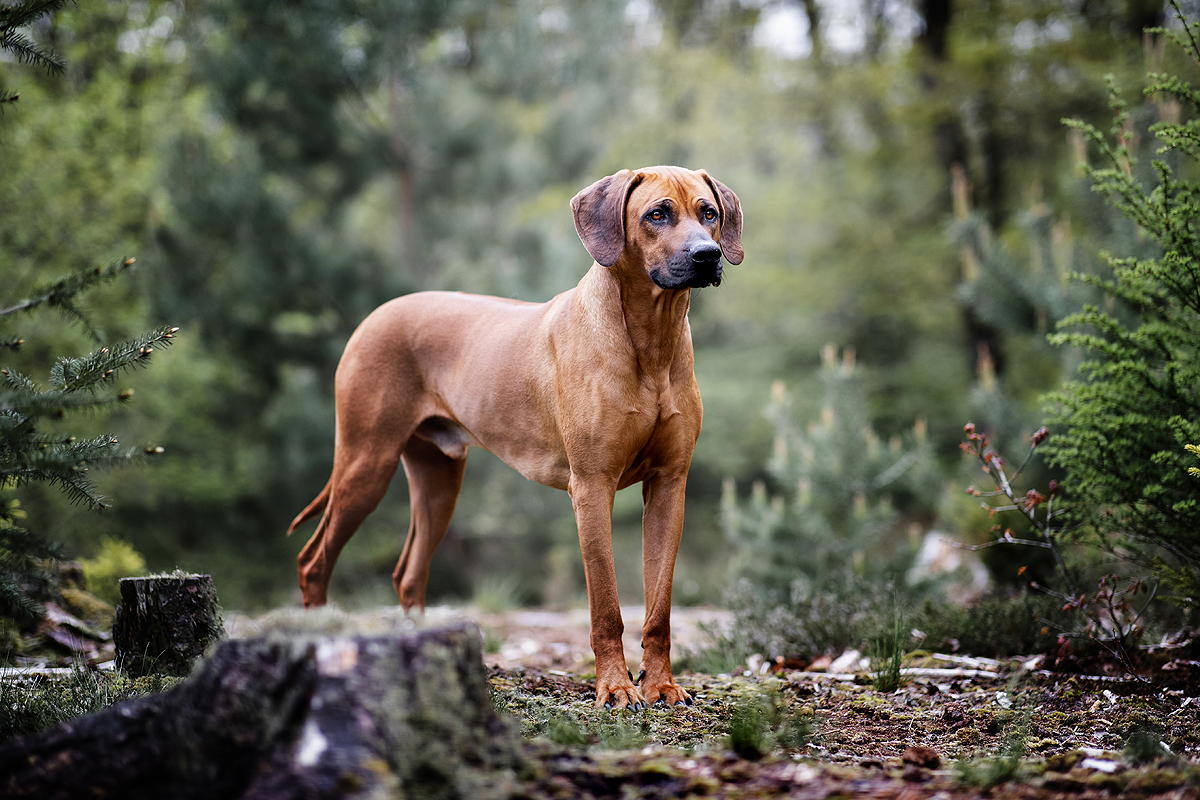 Jaarlijks dealer Bloesem Mijn top 3 uit rasgroep 6: Lopende honden en zweethonden - Belle Fae