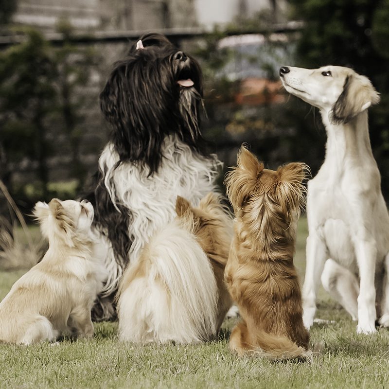 vijf honden kinderen regels ritme routine hondenblog kinderen samen hond kind baby oude hond