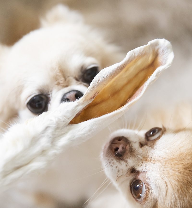 Nieuwe favoriete snack: Konijnenoren!