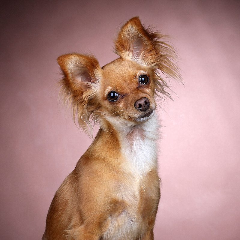 russian toy terrier russische toy hond chihuahua klein gezelschapshond insta instagram honden account tips puppy fokker