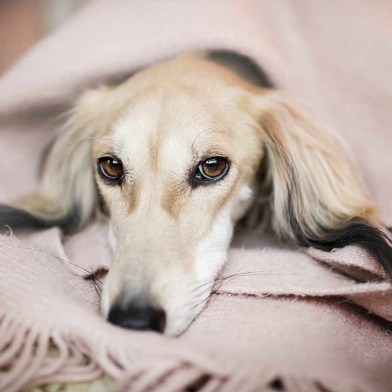 windhond saluki ervaring vragen los lopen loslopen weglopen weg dun mager slecht eten eet niet goed te mager jagen jacht ervaring