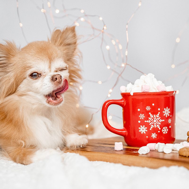 Het leukste kerstspeelgoed voor je hond!