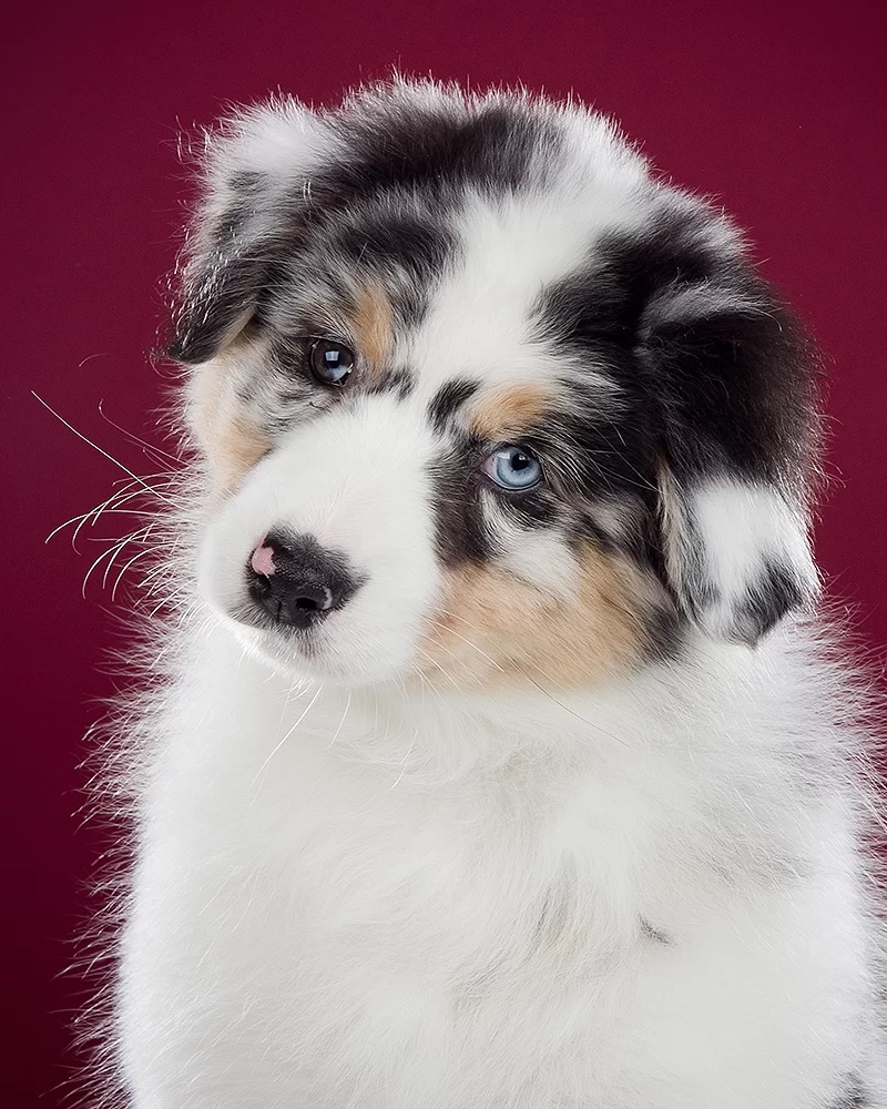 5x Aussies om te volgen op Instagram!