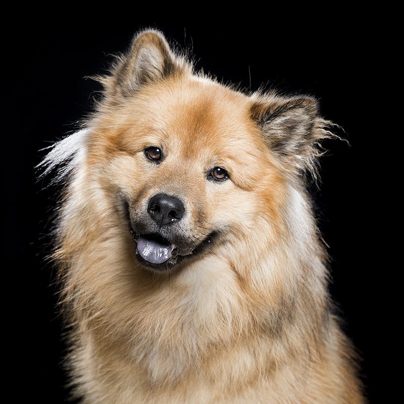 5x Fluffy Eurasiers om te volgen op Instagram!