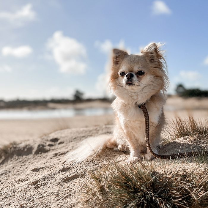 preset lightroom hond honden hondenpreset presets voor honden fotografie smartphone creamy instagram tips honden fotografie hondenfoto hondenfotograaf voorjaar strand beach look