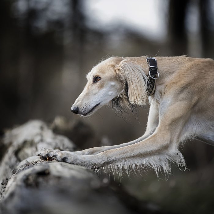 jachtinstinct jacht instinct jagen jaagt windhond Saluki zichtjager hondenblog honden blog ervaring