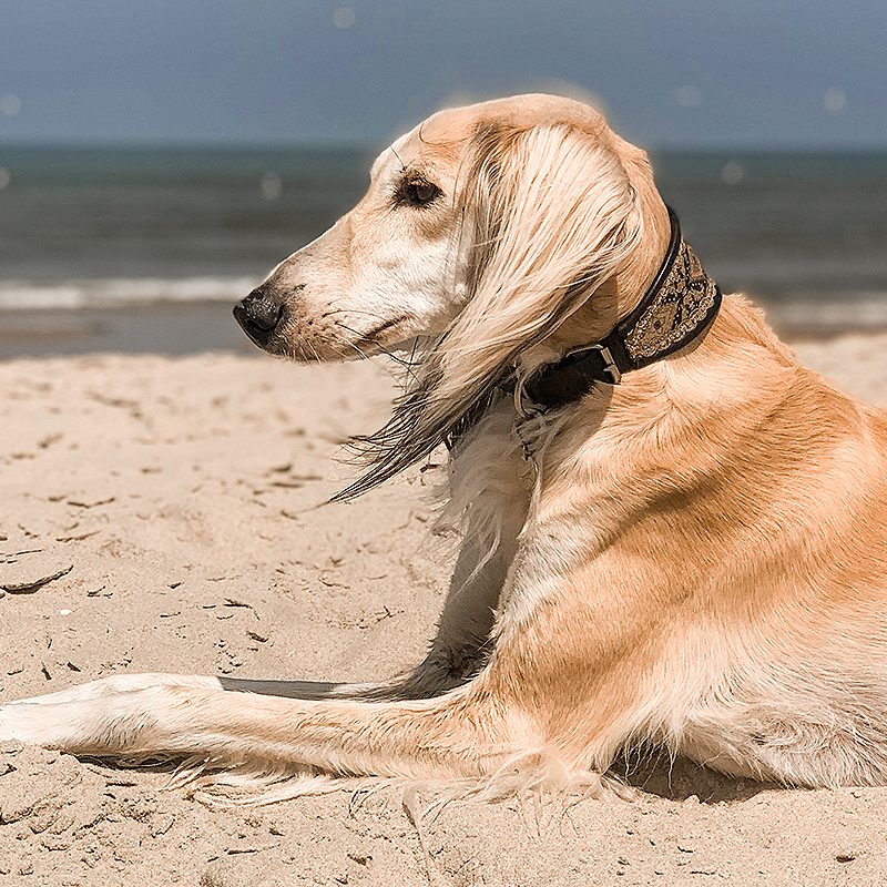Vakantie checklist voor je hond + gratis E-book met printable!