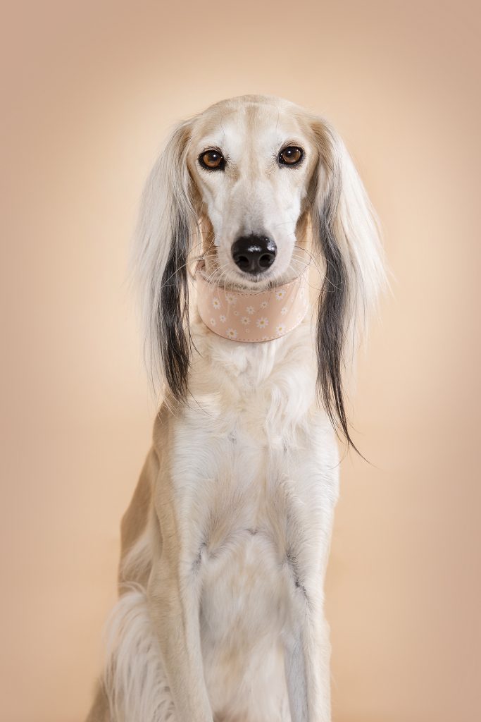 windhond halsband saluki whippet greyhound halsbanden collars of Sweden ervaring review kopen