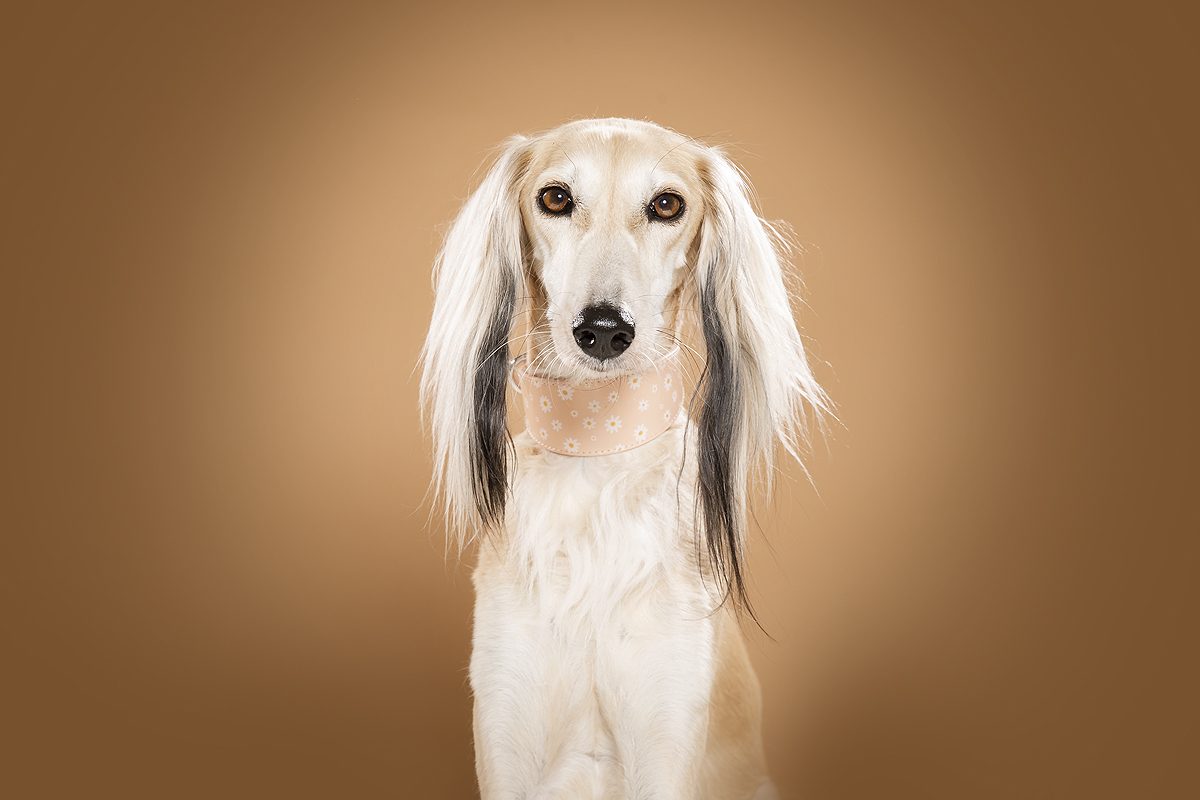 mooie halsband halsbanden hond honden zomers kleur vrolijk zomerse