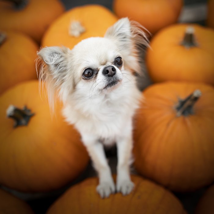 pompoen hond herfst foto eten voeding voer honden advies hoeveel rauw gekookt hondenblog