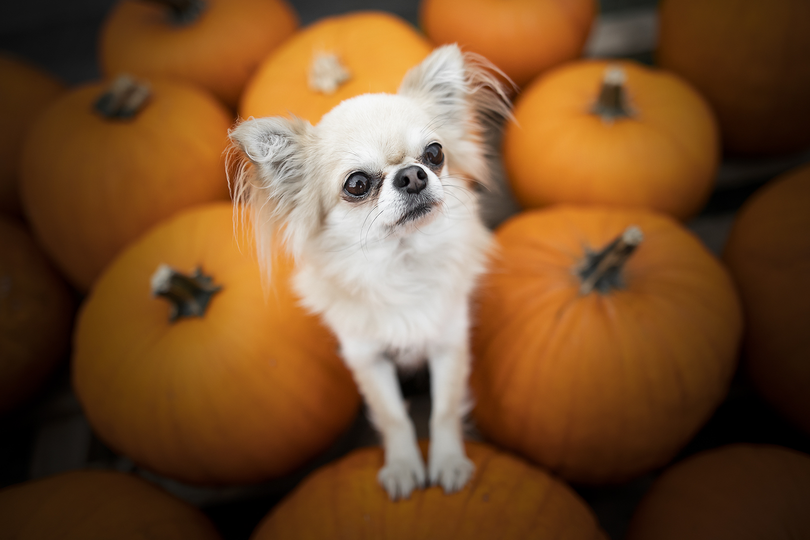 pompoen hond herfst foto eten voeding voer honden advies hoeveel rauw gekookt hondenblog
