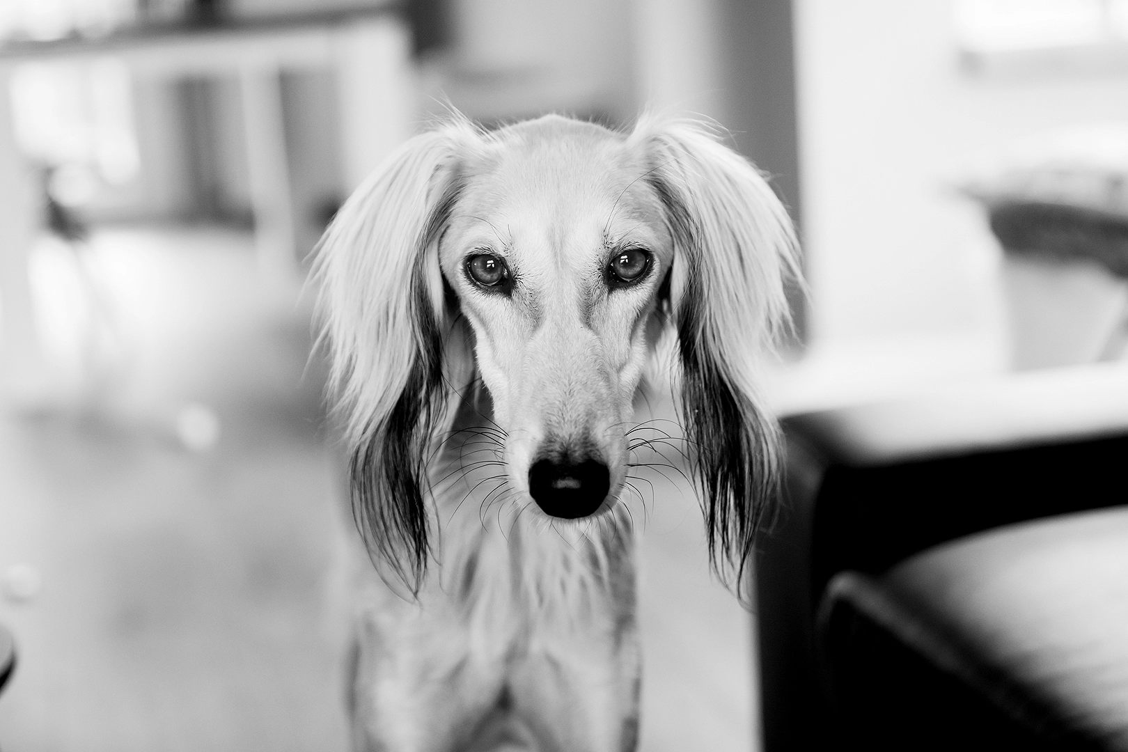 online cursus binnenfotografie hondenfotografie tips hondenfoto cursus training mooie foto's hond maken hoe in huis donker licht