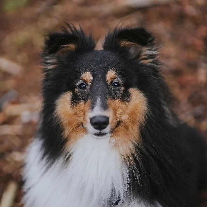 Gastblog | Miranda’s ervaring met de Sheltie