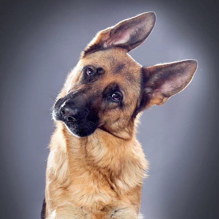 verschillende soorten hondenrassen en hun kenmerken gastblog pawsource herdershonden jachthonden gezelschapshonden windhonden terriërs